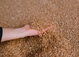 росія планує збільшити експортні квоти на зернові у 2026 році