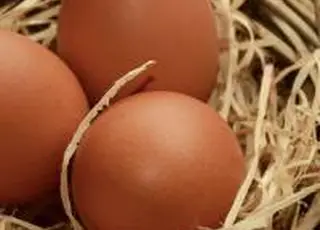 Україна наростила експорт яєць на понад 70%