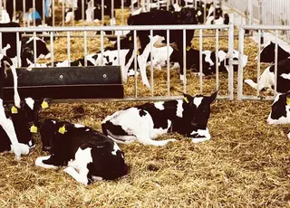 Фермерка зі Слов’янська просить допомоги для релокації молочного бізнесу