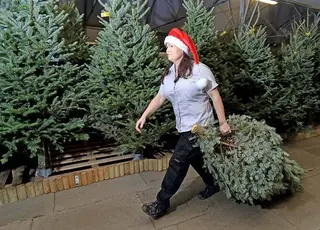 Стало відомо, який штраф доведеться заплатити за нелегальний зруб ялинки