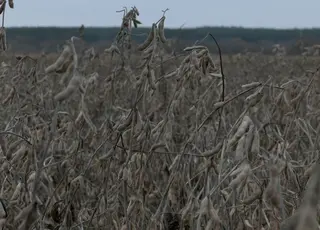 Черкаські аграрії завершують збір сої