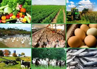 Уряд затвердив перелік агропродукції з ліцензуванням і квотами на 2026 р