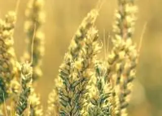 Ризик втрати 4 групи аграріями: ВАР звернулася до уряду щодо змін в обліку коштів державної підтримки