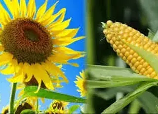 Від війни в Ірані найбільше постраждають українська кукурудза та соняшник