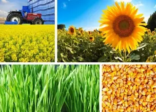 Український агробізнес попри війну має переваги, які забезпечують його стабільність