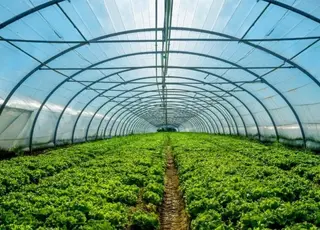Від початку 2026 року аграрії отримали понад 70 млн грн грантів на сади й теплиці