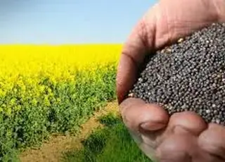 Ріпак зростає на біржі завдяки біодизелю, але український залишається непроданим