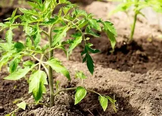 Як врятувати розсаду помідор, яка побіліла після висадки в ґрунт