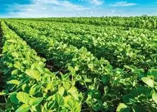 Соя б’є рекорди: переробники платять понад 23 000 грн/т