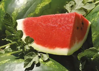 На Одещині ветеран розвиває власний бізнес із вирощування кавунів і зелені