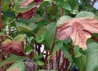 Основні причини засихання кущів смородини та поради щодо догляду
