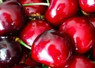 У ФГ «Коник» на Закарпатті вимерзла половина врожаю черешні