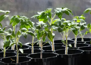 Урожай буде рекордним: коли краще сіяти томати у 2026 році