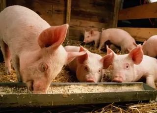 В Україні прогнозують зростання закупівельних цін на свиней живою вагою