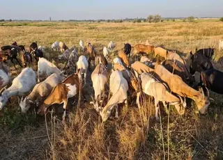 Власниця евакуйованої ферми шукає нові родини для 200 кіз
