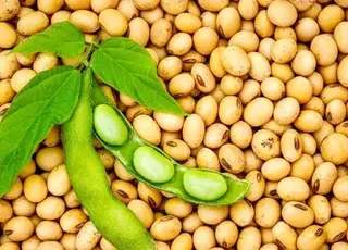 USDA покращив світовий баланс сої, що посилює тиск на ціни