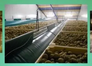 В Україні зростає кількість овочесховищ: малі та середні фермери будують нові потужності