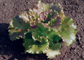 У Канаді визначили найкращий сорт жаростійкого органічного салату