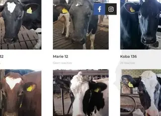 Нідерландська ферма ElkeMelk продає молоко із зазначенням імен корів