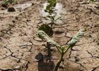 Через цьогорічну посуху врожайність знизиться на 20-40% - аграрії