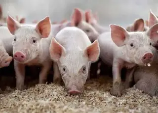 У Хмельницькій області відкриють племінний репродуктор свиней данської генетики