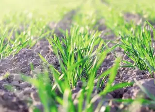 Формула ідеального гербіцидного контролю