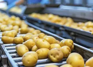 У Нідерландах оголосили про банкрутство великого переробника картоплі