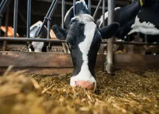 Україну очікує масове закриття молочних ферм