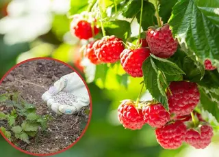 Стало відомо, чим підживити малину у квітні