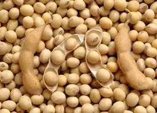 В Україні подешевшала соя