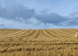 В Україні вводиться нова форма податкової декларації з орендної плати за державні сільгоспземлі
