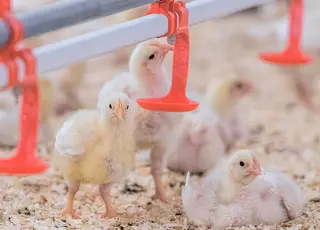 В Україні запрацювали нові правила утримання бройлерів: що змінилося для фермерів і птахофабрик