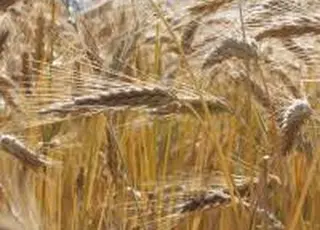 Україна та Алжир працюють над розширенням постачань аграрної продукції