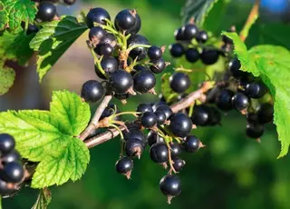 Яким простим добривом підживити кущі смородини у лютому