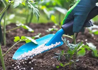 Польща стала одним із стратегічних постачальників міндобрив в Україну на тлі дефіциту