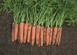 На Черкащині вийшли на заплановані показники врожайності моркви