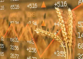 Озвучено оновлені ціни на зернові в Україні