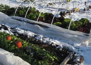 Визначено сприятливі дні для садових робіт у грудні 2025 р