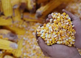 Озвучено оновлені ціни на кукурудзу в портах України