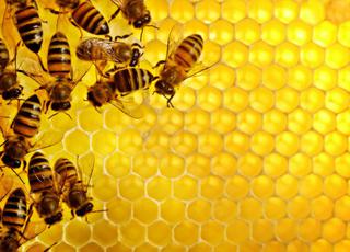 В Україні кількість бджолярів зменшилась вдвічі