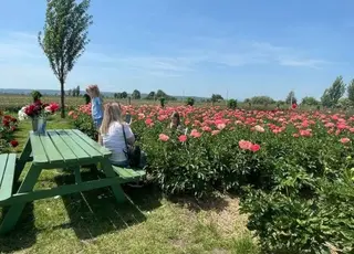 У Чернівецькій області відкрили ферму півоній із благодійною ініціативою