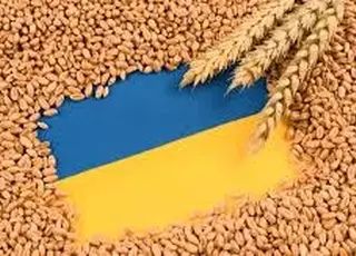ЄС став головним покупцем українського зерна