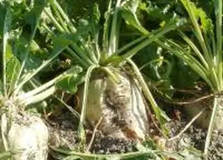 Агропромхолдинг «Астарта» розпочав посів цукрового буряку