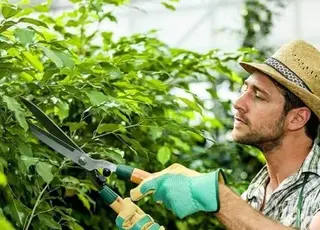 Уряд відкриває нові можливості для експорту українських фруктів і ягід
