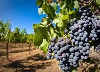 Майбутній врожай винограду на Одещині під загрозою