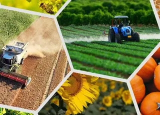 Агровиробництво України у 2025 р: результати сезону та порівняння з ЄС