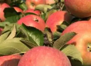 Земельний банк виставив на аукціони 21 ділянку під сади в шести областях