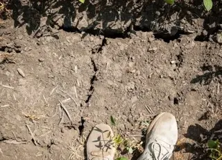 На Полтавщині триває ґрунтова посуха: посіви сільськогосподарських культур під загрозою