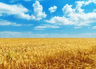 Пшениця в Україні дешевшає через високі запаси та зовнішній тиск