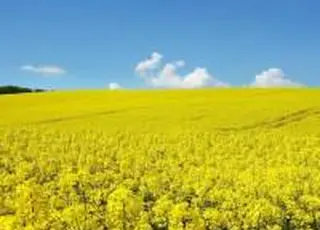 Уряд фіналізує порядок експорту сої та ріпаку без мита